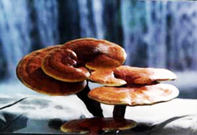 ganoderma reishi organic